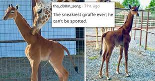 World's first 'spotless giraffe' 